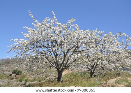 Flowering cherry in Valley of Jerte. CÃ?Â¡ceres. Spain.