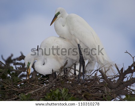 A pair of Great White Egrets, Ardea alba, work together to build their nest. Notice the beautiful, soft plumes and breeding color.