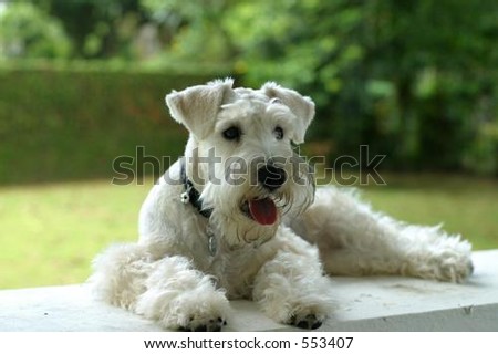 Mini schnauzer 3