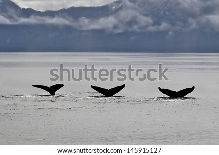 Three humpback whale tails dive together