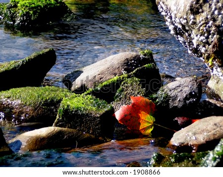 Maple leaf in tidal pool