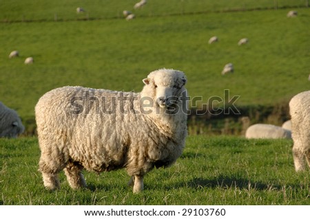 sheep on grass