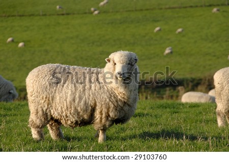 stock photo   merino sheep on