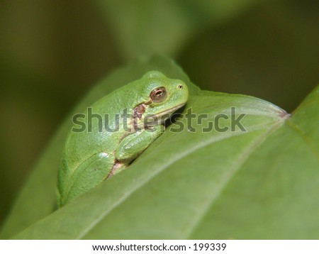 tree frog on a leaf in my back yard