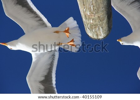 Seagulls exchanging places