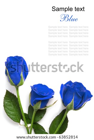 blue roses with place for text on a white background