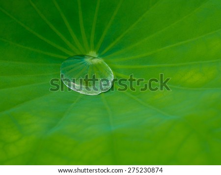 Crystal clear dew rolling on a Green Lotus Leave