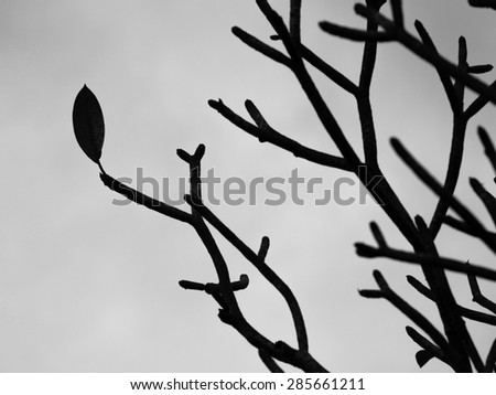 Last leave on a Frangipani tree in black and white