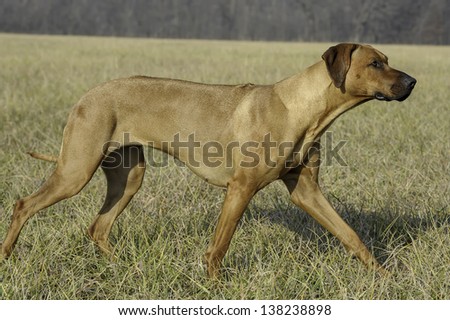 Rhodesian Ridgeback posed in field. Large dog in field posing