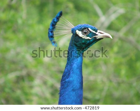 Close up of a male Peacock in full color. Male Peacock head.