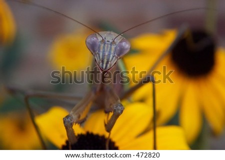 Closeup of a Praying Mantis on flowers. Macro of a Praying mantis with a blurred background.
