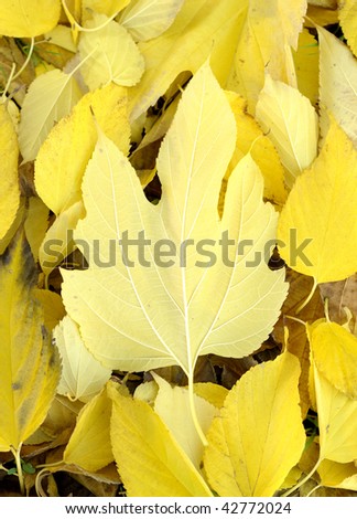 Big leaf bottom on a bed of fallen leafs, in the autumn