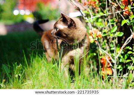 Beauty Burmese cat walking outdoors on green meadow