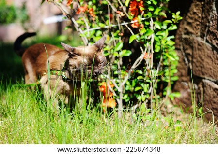 Beauty Burmese cat walking outdoors on green meadow