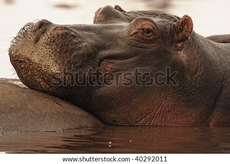Hippopotamus resting in the early morning light in Lake Manyara in Lake Mayara National Park, Tanzania.
