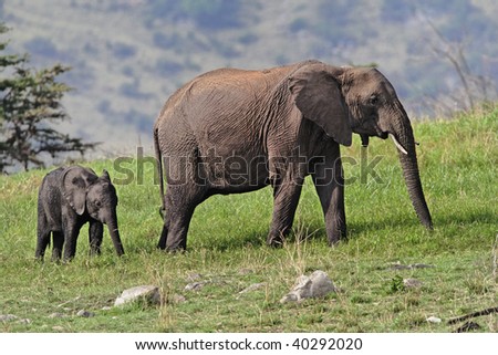 Female African elephant with young browsing on the grasses and scrubs in the hillsides of the Serengeti National park in Tanzania.