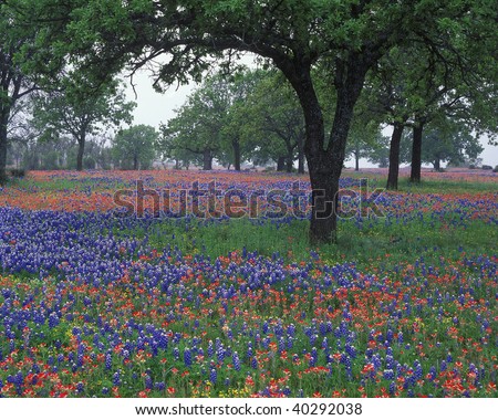 Wildflowers cover the Texas landscape filled with Texas bluebonnets and Indian paintbrush in the Hillcountry. Texas