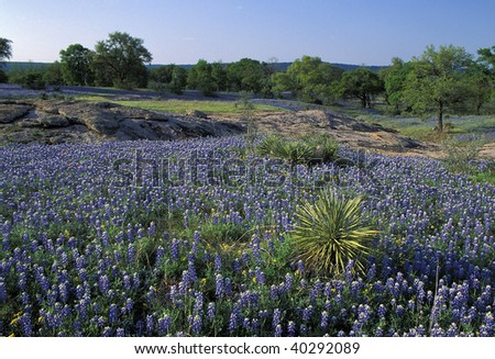 Meadow covered with Lupine also known as bluebonnets in the Texas Hill Country in the middle of Texas