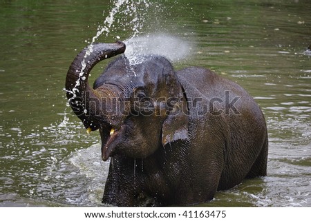 Young Asian Elephant sprays himself with water at the Thai Elephant Conservation Center located in Baan Tung Kwien (near Lampang) in northern Thailand.