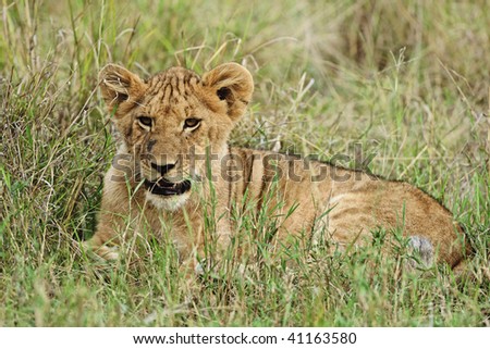 Young lions play in the grass in the coolness of the morning in Tarangire National Park, Tanzania.