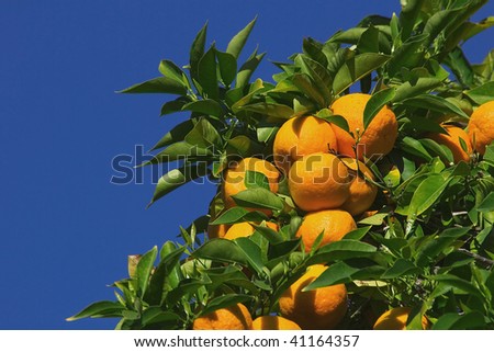 California Orange Trees