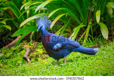 Western Victorian crowned-pigeon in Kuala Lumpur, KL Bird Park, Malaysia