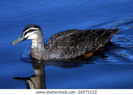 A duck and its reflection as it swims in the calm waters of a still pond.