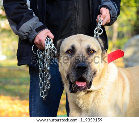 Owner holding big dog on chains
