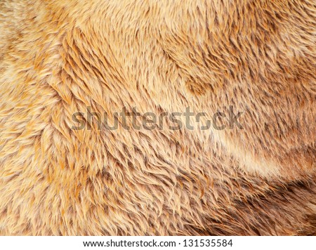 Bear fur texture