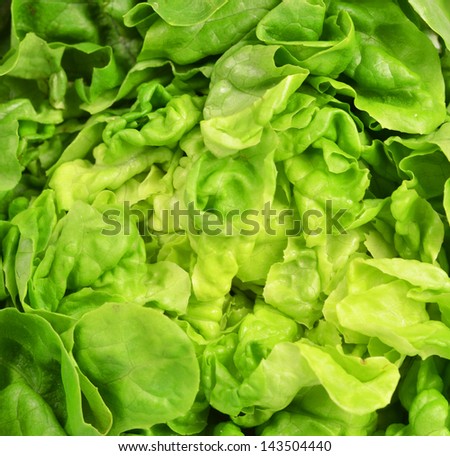 Fresh lettuce background