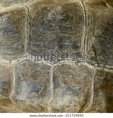 Galapagos turtle shell