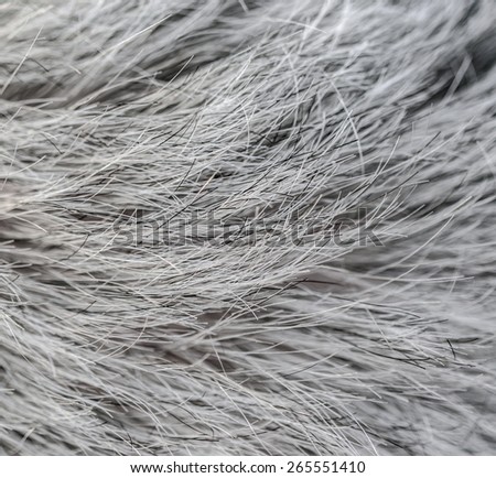 Gray hair macro