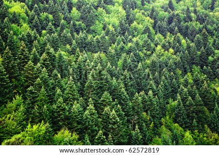 wallpaper green forest. stock photo : Green forest