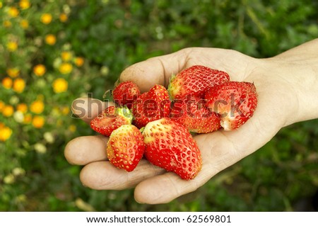 Group of fresh strawberries in hand