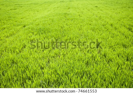Field of green wheat grass