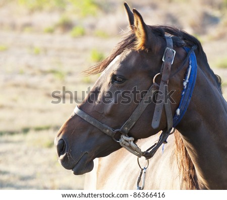 Horse Face Profile