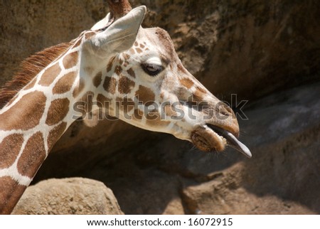 giraffe with tongue sticking out