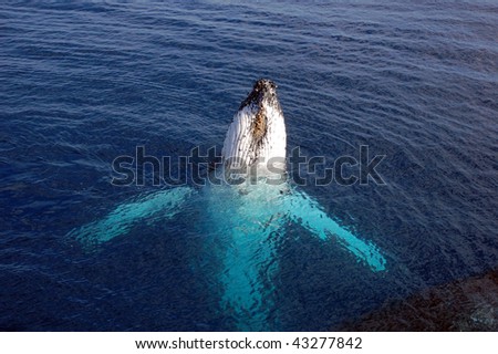 Humpback whale on its back reaching out of the ocean