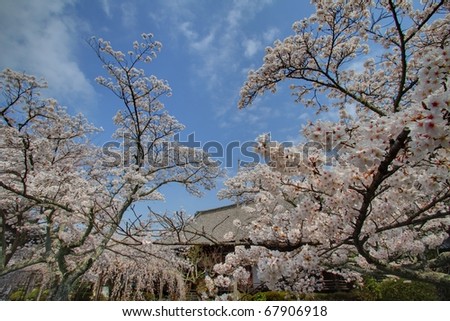 Cherry tree in full bloom,Kyoto,Japan