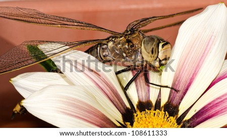 dragonfly on a flower , portrait macro