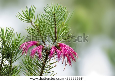 Australian Native flowers