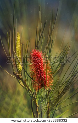 Australian Native flower