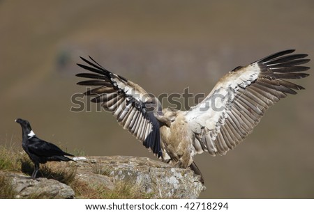 The Cape Griffon or Cape Vulture (Gyps coprotheres) and White-necked Raven (Corvus albicollis) sitting on the mountain in South Africa.
