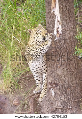 Leopard (Panthera pardus) playing with animal skin hanging from the tree in South Africa