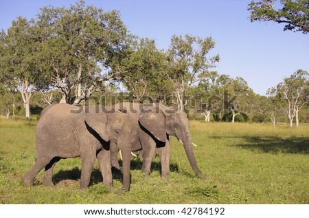 Two large elephants standing in the nature reserve in South Africa