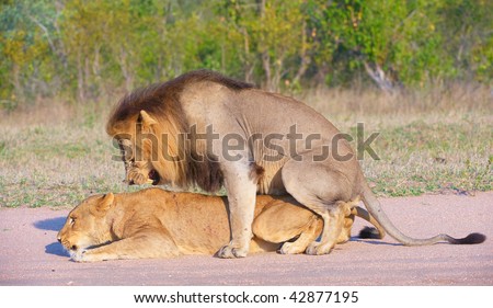 Lions (panthera leo) mating in the wild in South Africa