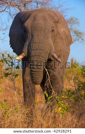 Large elephant bull in the nature reserve in South Africa
