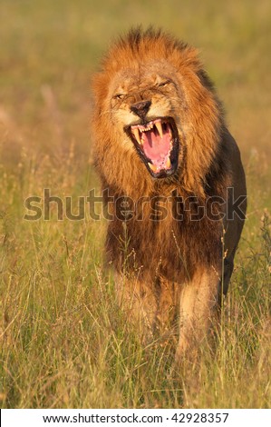Lion (panthera leo) looking very angry in savannah in South Africa