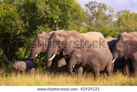 Large herd of elephants walking in savanna in the nature reserve in South Africa