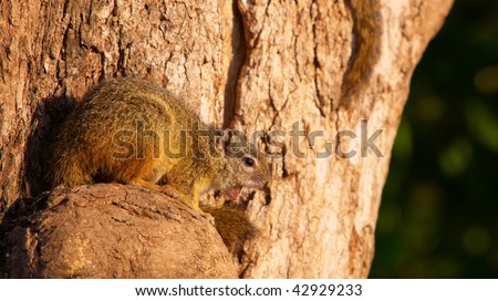 One Tree squirrel (Paraxerus cepapi) in South Africa